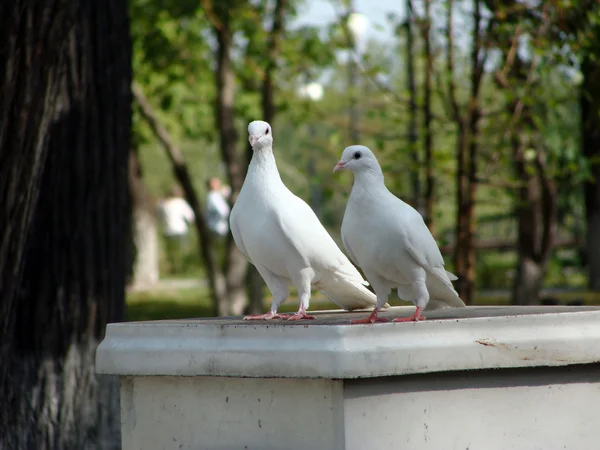 Photography dove — Stock Photo, Image