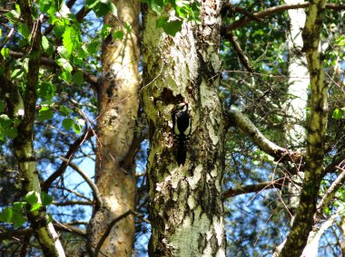 Büyük Benekli Ağaçkakan