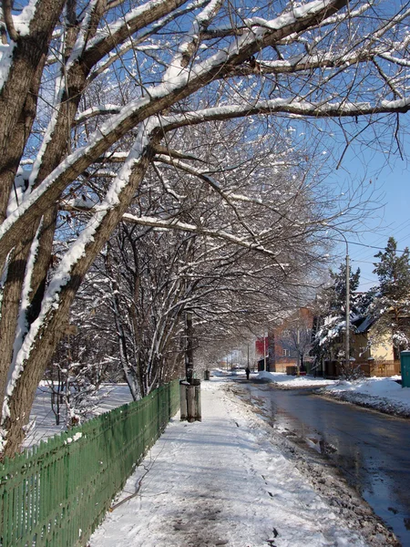 Фото дерев на снігу — стокове фото