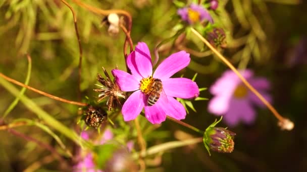 Μια άγρια μέλισσα συλλέγει νέκταρ από ένα ροζ λουλούδι. Θολή πράσινο φόντο. — Αρχείο Βίντεο