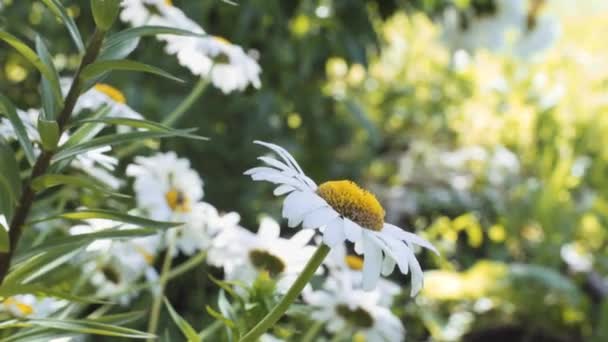 Bellissimo paese margherita primo piano. Annaffiamento dalla latta di innaffiamento. Sfondo sfocato. — Video Stock