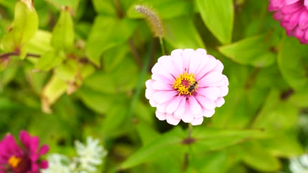 Una abeja silvestre recoge néctar de una flor rosa. Fondo verde borroso. — Vídeo de stock