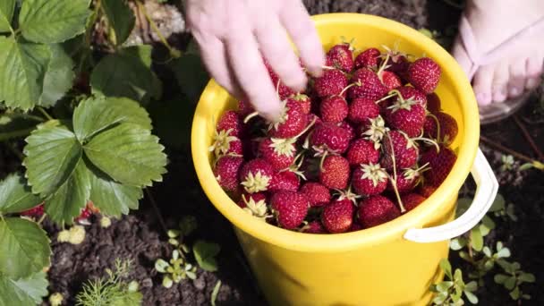 Rote Erdbeeren in einem gelben Eimer sammeln. — Stockvideo