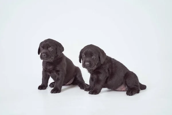 Zwei Schwarze Labrador Welpen Auf Weißem Hintergrund Hochwertiges Foto — Stockfoto