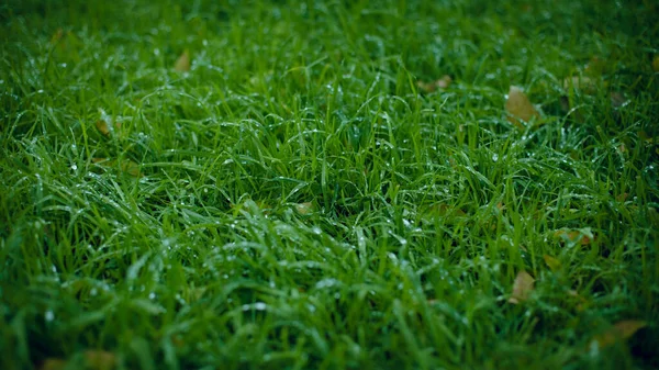 Grünes Saftiges Gras Nach Regen Hochwertiges Foto — Stockfoto