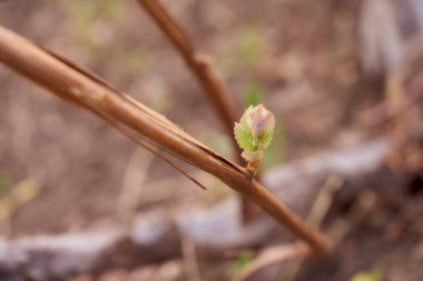 Bahar sarmaşığında yeşil asma yaprakları filizlenir. Yüksek kalite fotoğraf