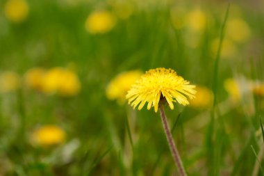 Çiçekli sarı karahindiba. Yeşil bulanık arkaplan. Yüksek kalite fotoğraf
