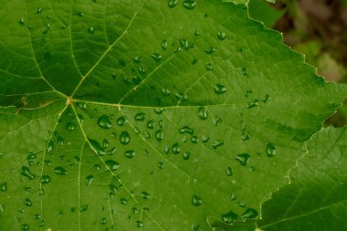 Çiyli üzümlerden yapılmış kocaman yeşil bir yaprak. Yağmurdan sonra damlacıklarla