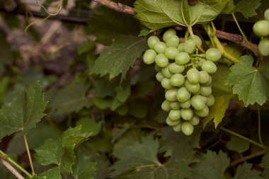 Üzüm bağında yeşil üzümlü Grono. Yazıtlara bayılırım şaraba. Yüksek kalite fotoğraf