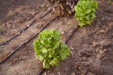 Ekolojik ev çiftliğinde kokulu dereotlu taze marul. Çevre dostu resmi sebze bahçesi. Yeşil organik laktuca sativa. Papatya ailesinin yıllık yeşil bitkisi, asteraceae. Yüksek kalite fotoğraf