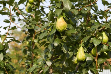 Ağaçta sallanan armut meyvesi. Yüksek kalite fotoğraf