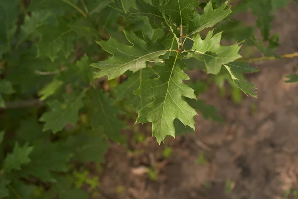 Зеленый Лист Редкого Винограда Высокое Качество Фото — стоковое фото