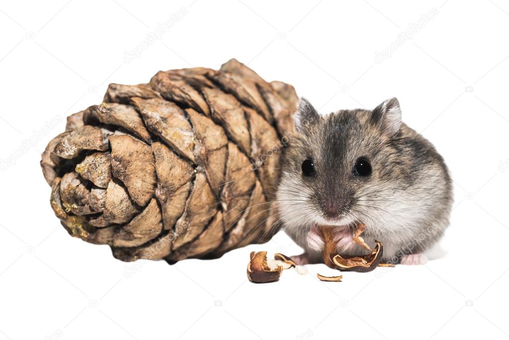 Djungarian hamster with a bumpon white background