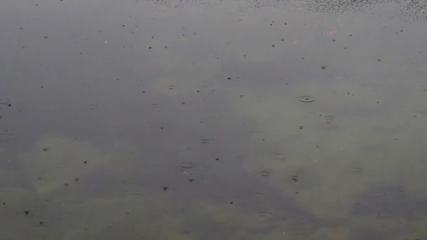 Primer plano de la lluvia en la superficie del agua — Vídeo de stock