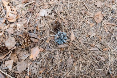Çam iğneleri ve arka yapraklarda