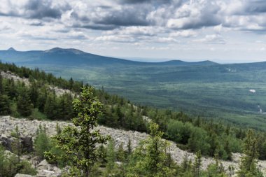 Ladin hillside güneşli bir günde büyür. Arka planı bir dağlar görebilirsiniz. Yatay manzara