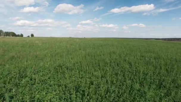 Vista aérea del campo de verano con campos verdes agrícolas — Vídeos de Stock