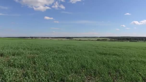 Vista aérea del campo de verano con campos verdes agrícolas — Vídeos de Stock