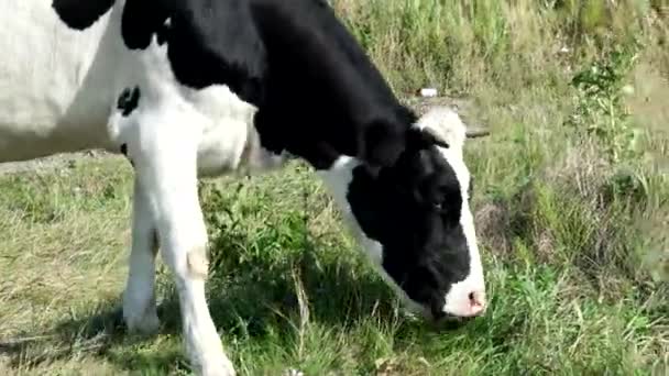 Vaca negra y blanca comiendo hierba en el campo — Vídeo de stock