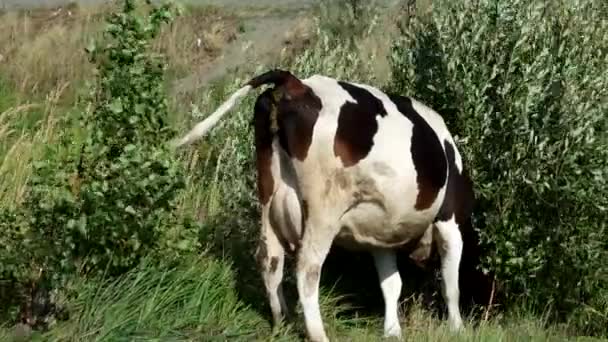 Vaca negra y blanca comiendo hierba en el campo — Vídeos de Stock