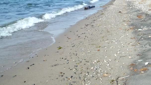 Dolci onde che arrivano su una spiaggia tropicale — Video Stock