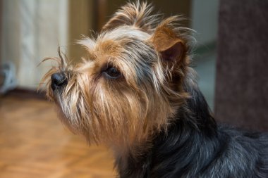 yorkshire terrier, yeşil çim arka planda portresi