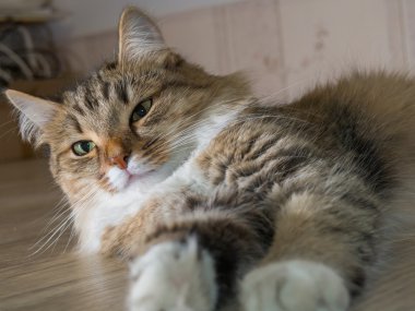 tüylü gri güzel yavru kedi