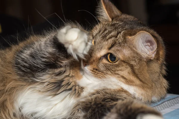 Fluffy gray beautiful  kitten — Stock Photo, Image