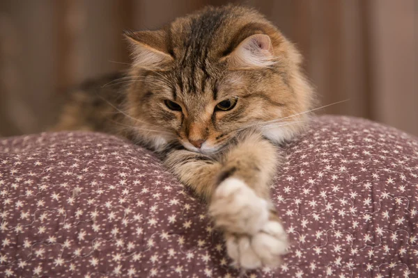 ふわふわ灰色美しい子猫 — ストック写真