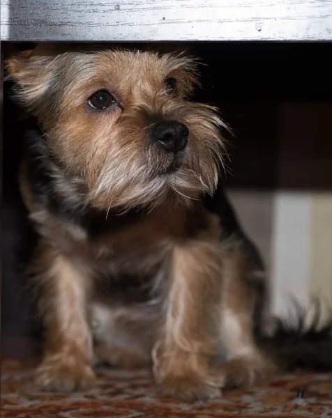 A very sad dog looks like he is thinking of his girl, which is very far away