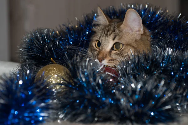 Divertido hermoso gato siberiano cerca de abeto de Navidad con regalos y juguetes sobre fondo azul Imágenes de stock libres de derechos