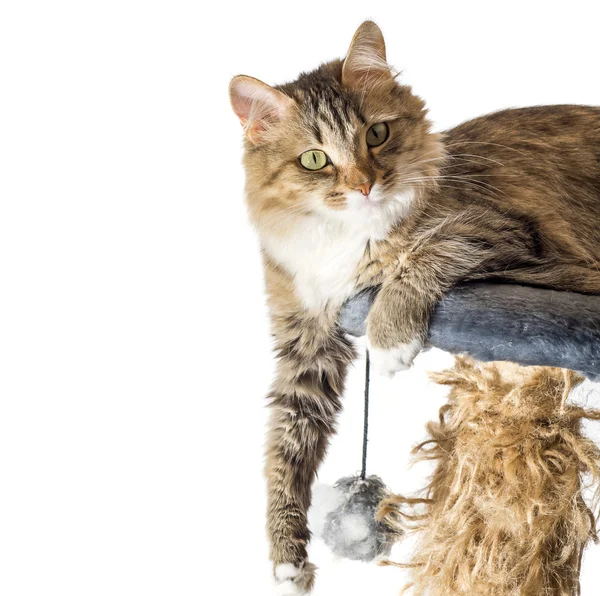 Chat, chat au repos sur un canapé en arrière-plan isolé, chat drôle mignon gros plan, jeune chat ludique sur un lit, chat domestique, chat relaxant, chat au repos, chat jouant à la maison, chat élégant — Photo