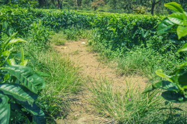 Patika çay plantasyon içinde