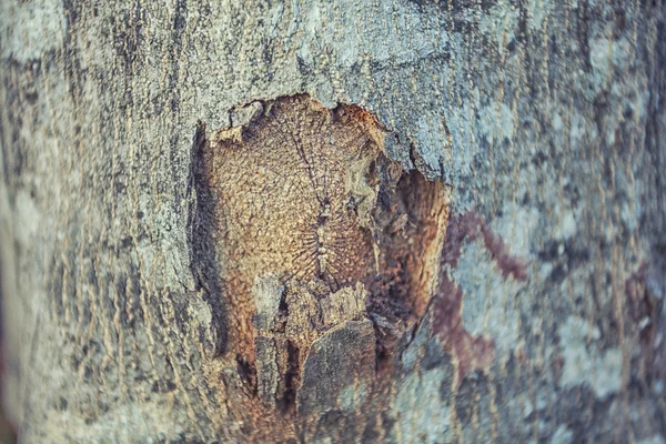 Peeling Bark Texture — Stock Photo, Image