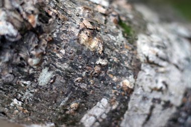 Kaba Ağaç Kabuğunun Dokusuyla Yakın Çekimi