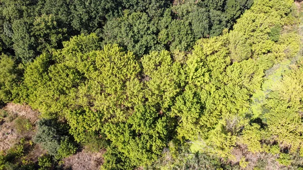 Pohled z ptačí perspektivy na zelený les. Přírodní pozadí — Stock fotografie