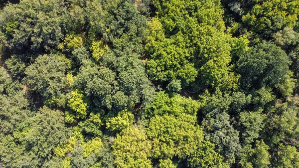 Vista panorâmica da floresta verde. Fundo natural Imagens Royalty-Free