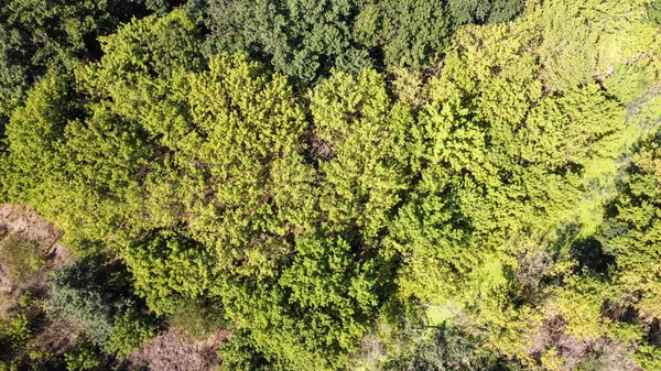 Pohled z ptačí perspektivy na zelený les. Přírodní pozadí — Stock fotografie