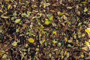 Sarı dökülen yaprak dokusu. sonbahar arkaplanı