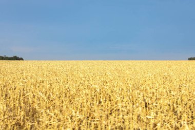 Olgun altın mısır tarlası ve üzerinde bulutlar olan mavi bir gökyüzü.