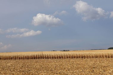 Olgun altın mısır tarlası ve üzerinde bulutlar olan mavi bir gökyüzü.
