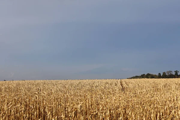 Pole ze złotą dojrzałą kukurydzą i błękitnym niebem z chmurami nad nim — Zdjęcie stockowe