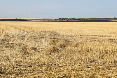 Sarı olgun hasat tarlası. Tarım arazisi, tarım arazisi