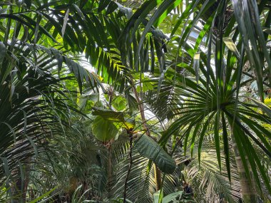 Botanik bahçesinde yemyeşil bir tropikal yaprak
