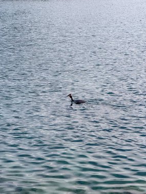 Bir Ördek Anne ve Ördeği Açık Mavi Su 'da Yüzüyor