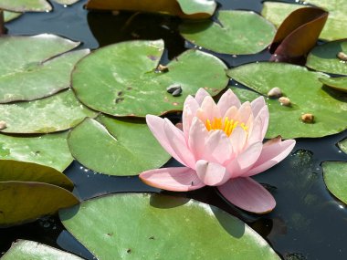 Canlı Pembe Su Lily Serene Gölü 'nde Çiçek açıyor