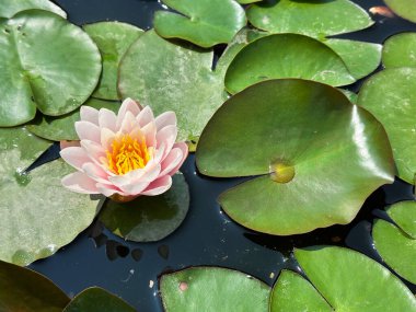 Canlı Pembe Su Lily Serene Gölü 'nde Çiçek açıyor