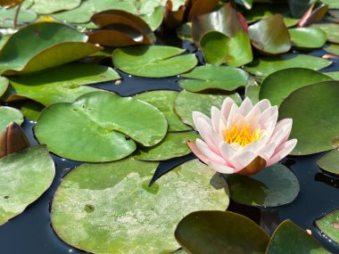 Canlı Pembe Su Lily Serene Gölü 'nde Çiçek açıyor