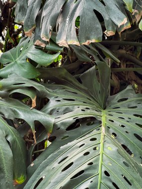 Yeşilli Yeşil Canavar Doğal Fenestrasyonlarla Ayrıldı