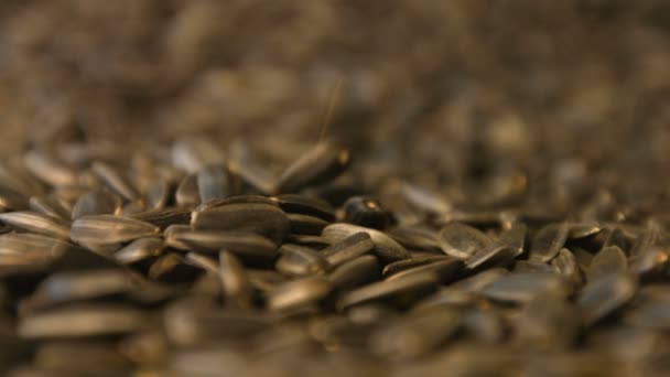 Sunflower seeds. Slow motion. Close-up. Vertical and horizontal pan. 3 Shots — Stock Video